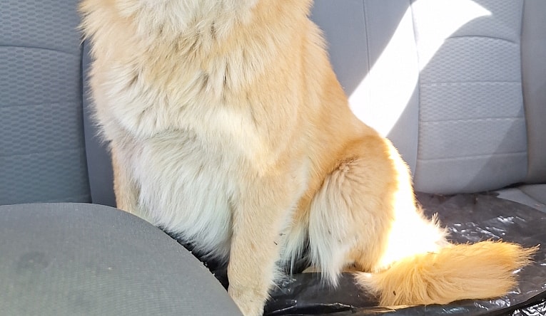 "Shyla" Anatolian Shepherd Pup (currentyly Fostering)