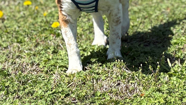 2503-1081 Kickz (Off Site Foster)