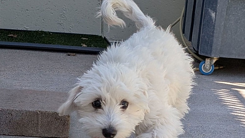 Baxter