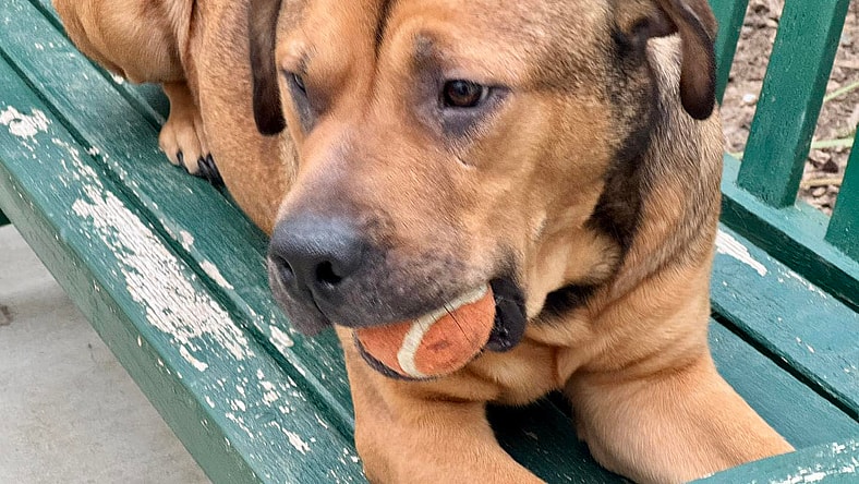 Auggie
