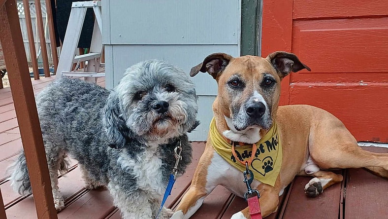 Abu (bonded pair) / Scout (bonded pair)