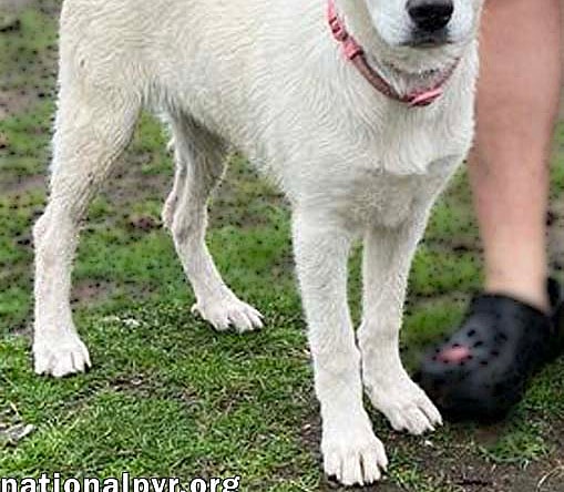 Abby in CT - pending