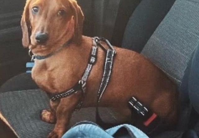 Oliver 2  -  Las Vegas - Dachshund