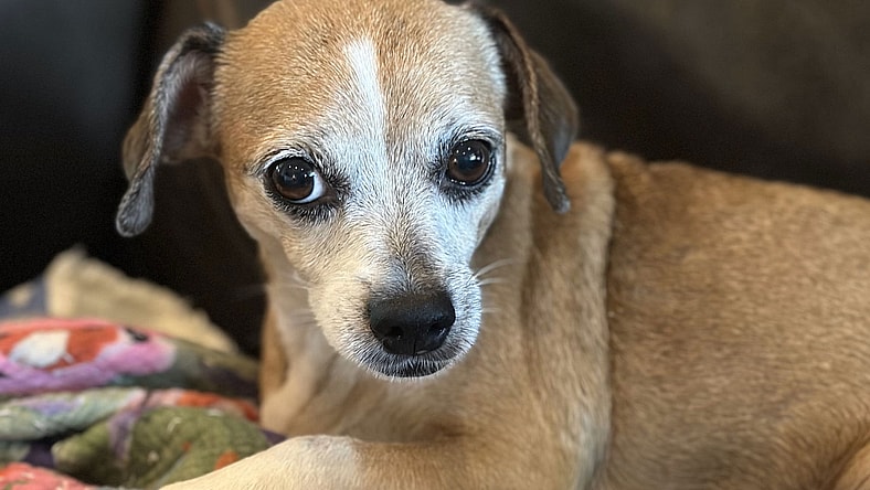 Lucy (beagle) - Nice Little Lady!