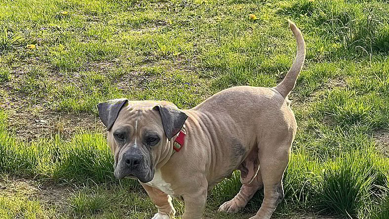 Sammy WAGar - American Staffordshire Terrier