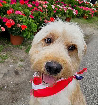 Henry - Golden Retriever