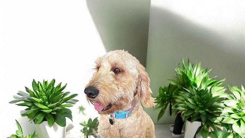 Darcy - Golden Retriever