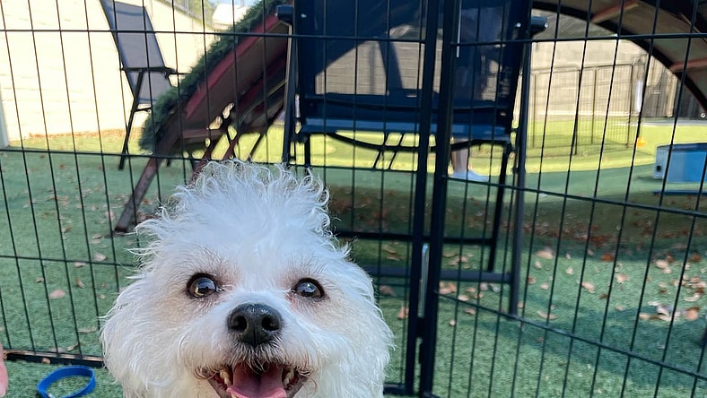 Channel - Poodle (Miniature)