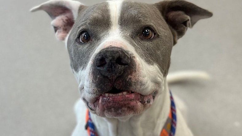 Kota - American Pit Bull Terrier