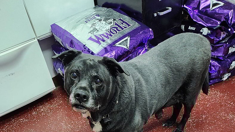 Ambrose - Labrador Retriever