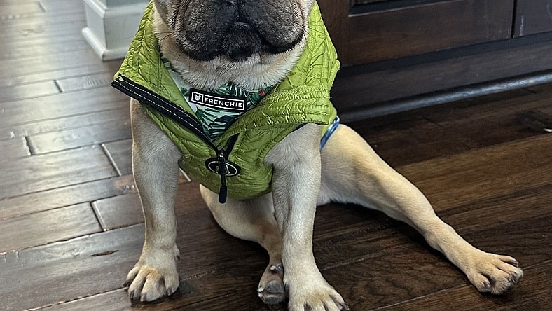 Hari - French Bulldog