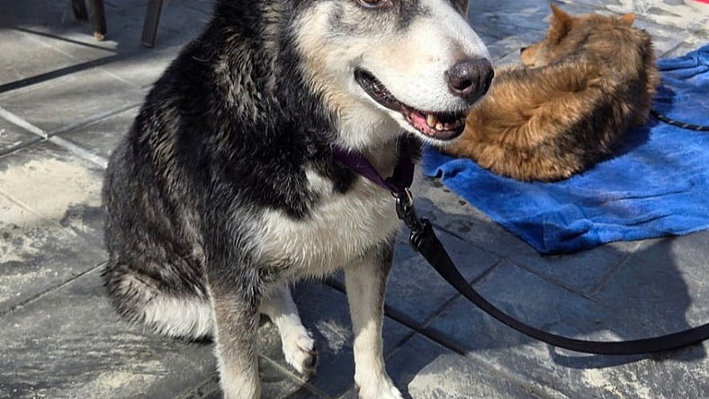 Tamara - Adopt Me! - Siberian Husky