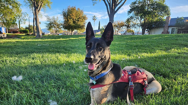 Coco - German Shepherd Dog