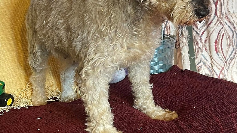 Sabrina/Pending - Schnauzer