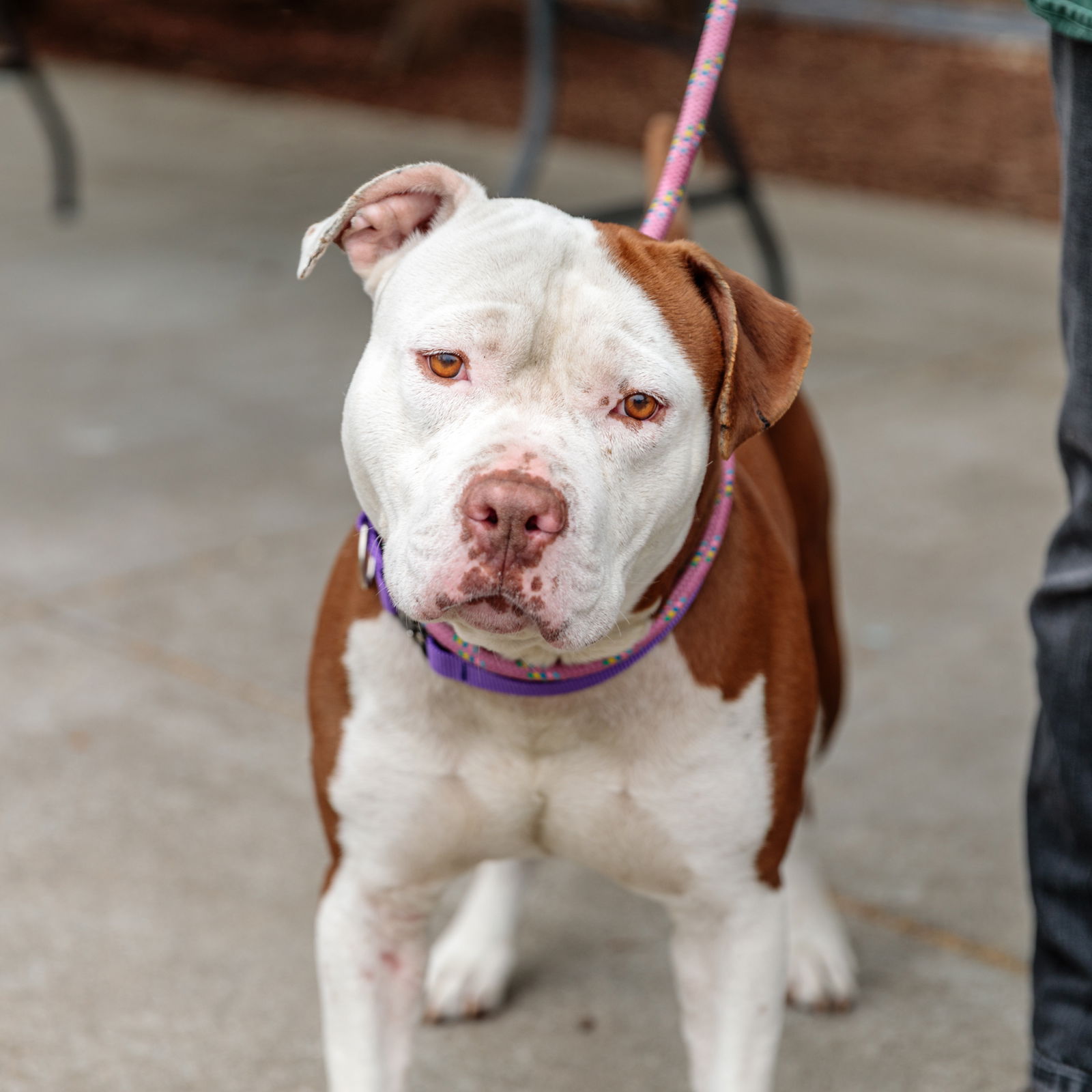 Boxie - American Pit Bull Terrier