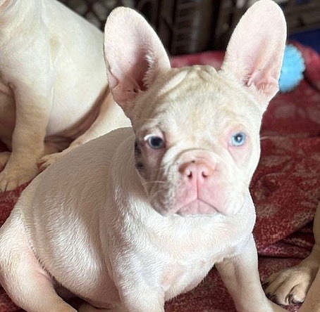 Peppa - French Bulldog