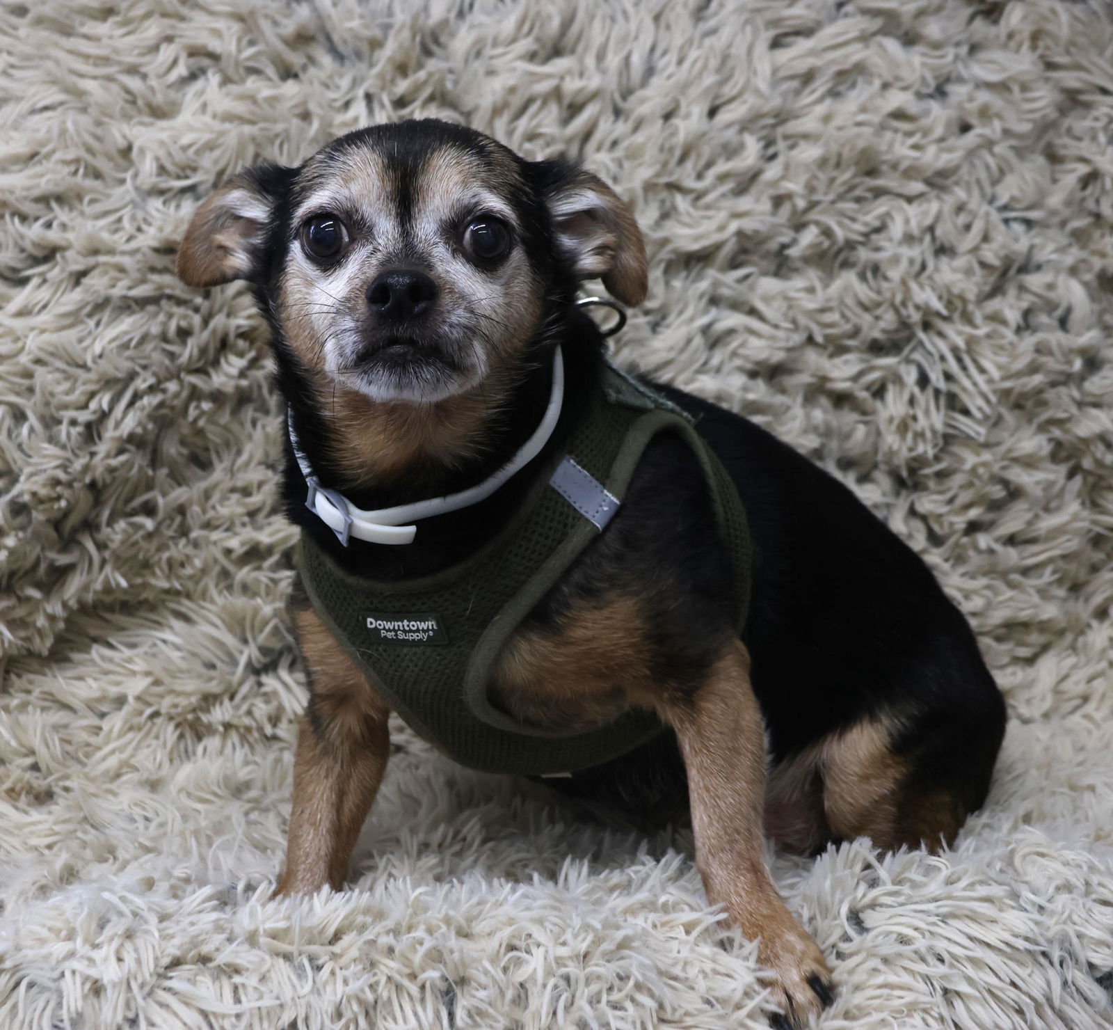 Ruger - Miniature Pinscher