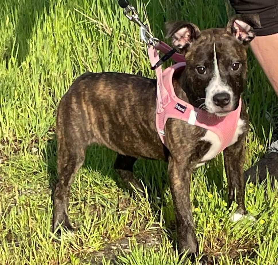 Beta - American Staffordshire Terrier