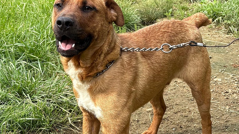 HUNTER - Australian Cattle Dog/Blue Heeler