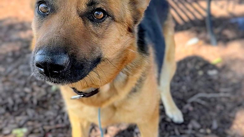 Capri - German Shepherd Dog