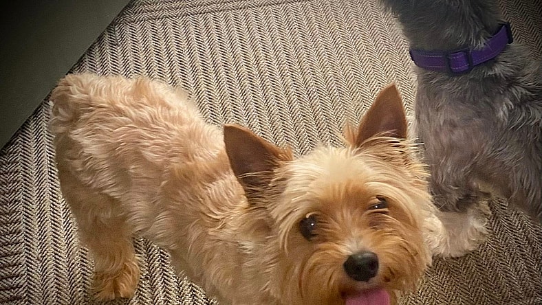 Mickey - Yorkshire Terrier Yorkie