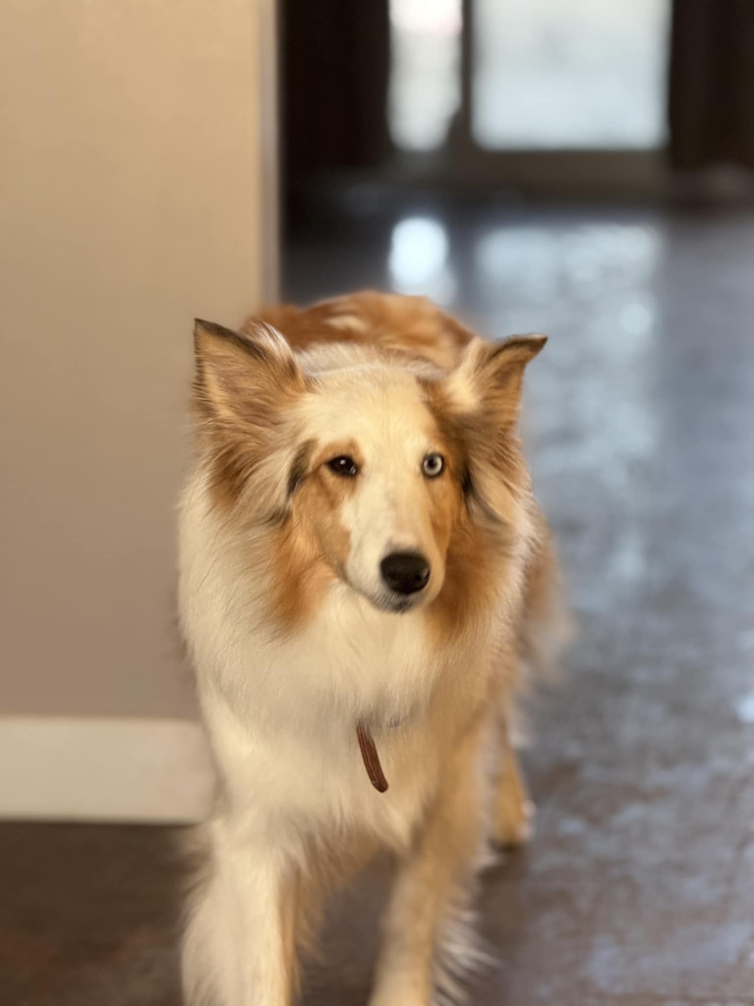 Ryleigh - Shetland Sheepdog Sheltie