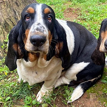DOLLY - ADOPTION PENDING! - Basset Hound