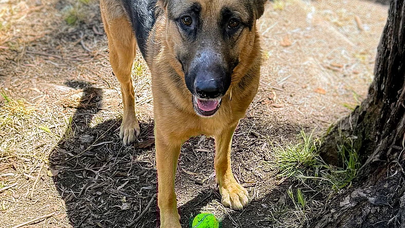 Charles Barkley - German Shepherd Dog