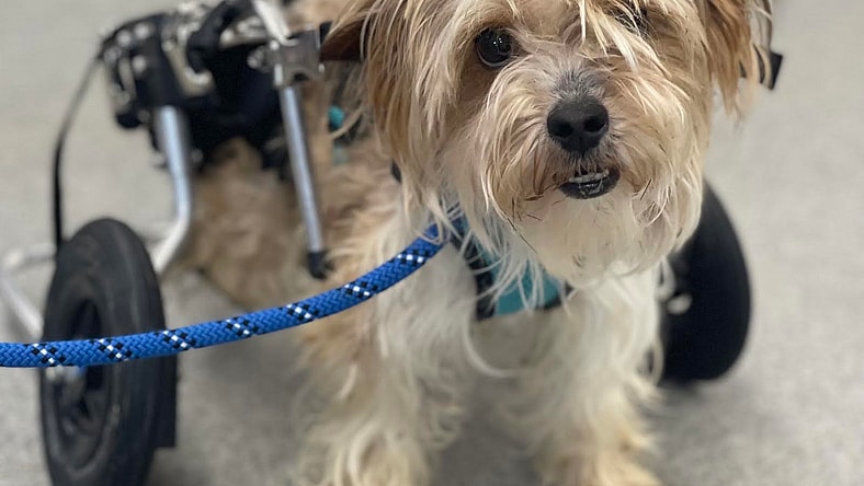 Wookie - Yorkshire Terrier Yorkie