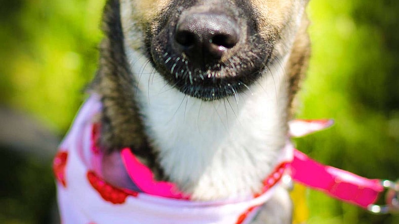 Shakira Isabel - German Shepherd Dog