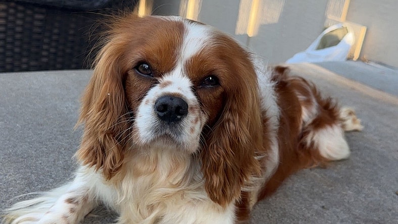 Gale - Cavalier King Charles Spaniel