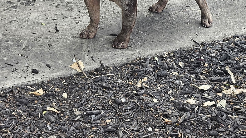 Frankie - French Bulldog