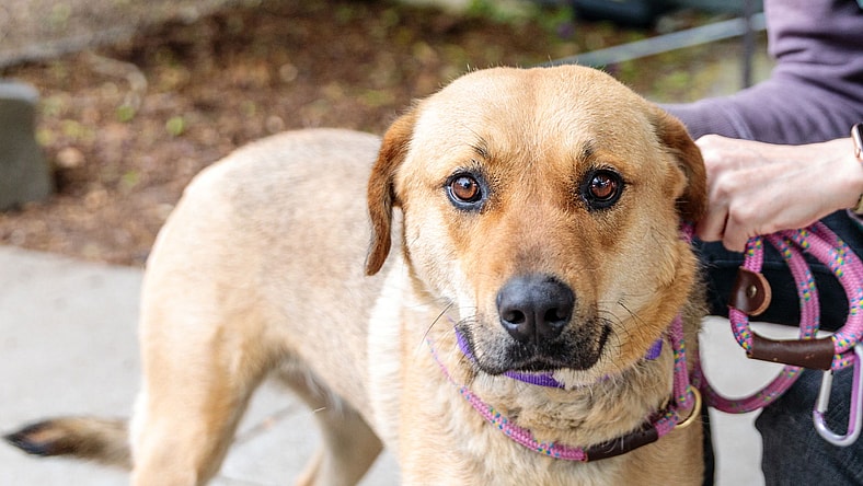 Samantha - Labrador Retriever