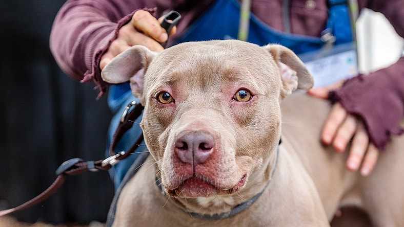 Egypt - American Pit Bull Terrier