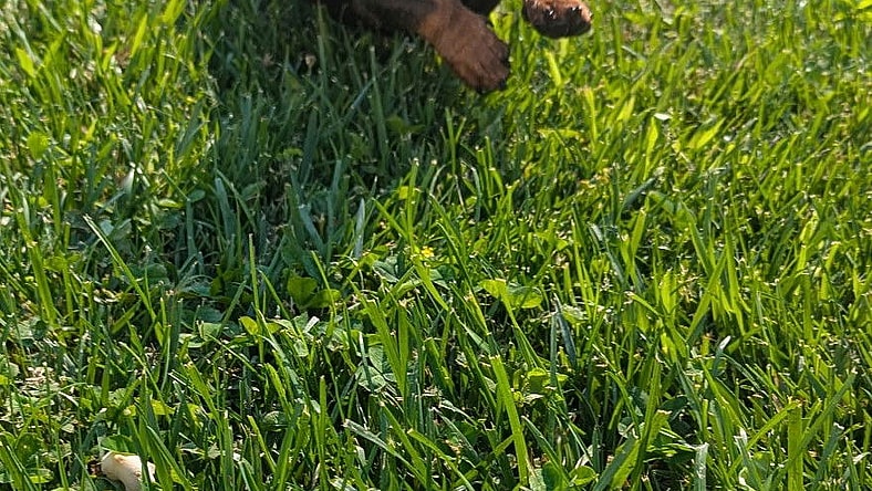 Starla in TN - Dachshund
