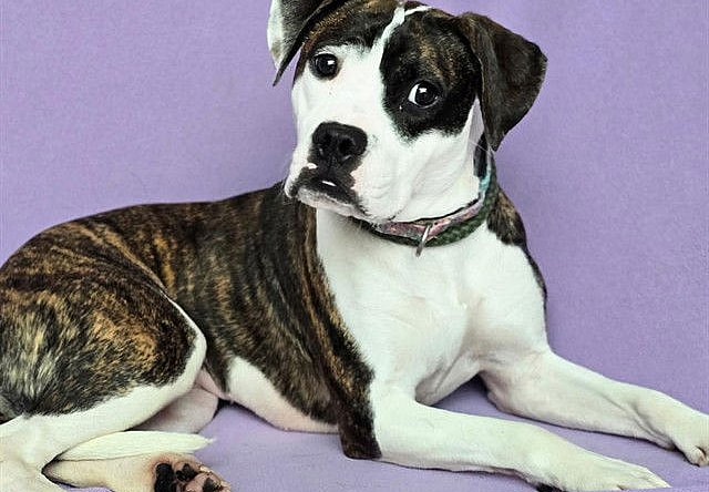 BETSY - Pit Bull Terrier