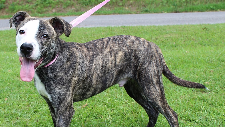 Bam Bam 41810 - Mountain Cur
