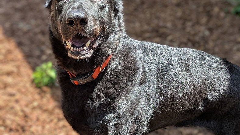 Shena - German Shepherd Dog