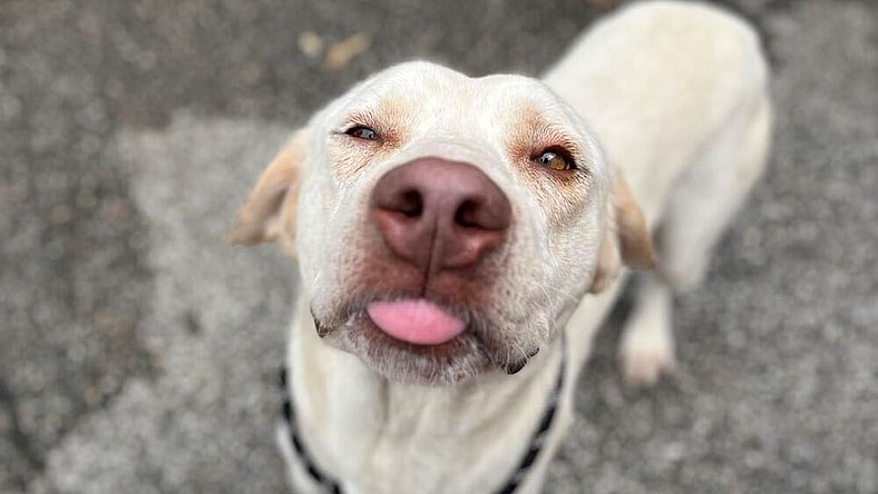 Eklund / August - Labrador Retriever