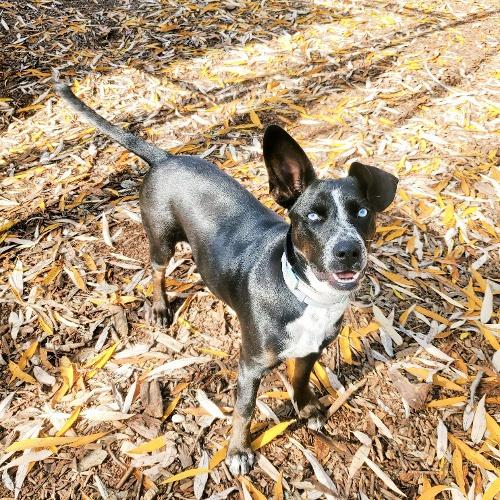 Ramona - Border Collie