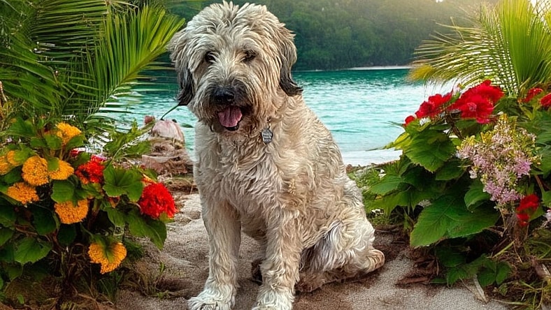 Mimi - Wheaten Terrier