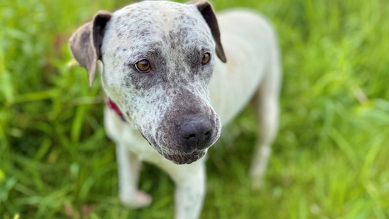 Malaysia - Staffordshire Bull Terrier