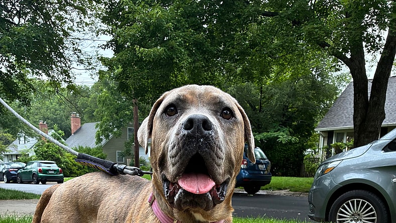 Roxy - Cane Corso Mastiff