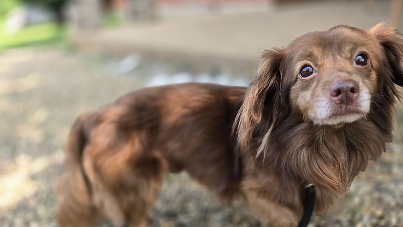 Prince Harry - Dachshund
