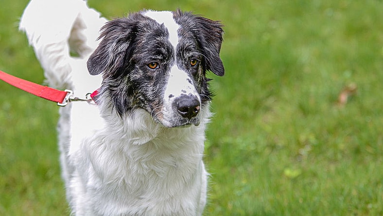 Jovi - Australian Shepherd