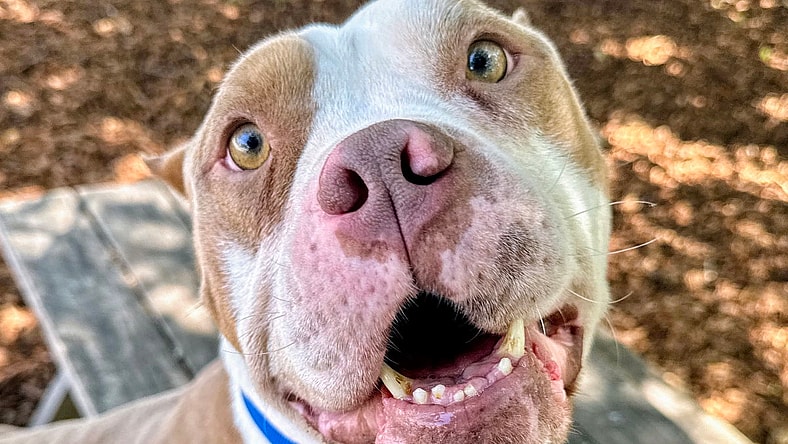 Droopy - Pit Bull Terrier