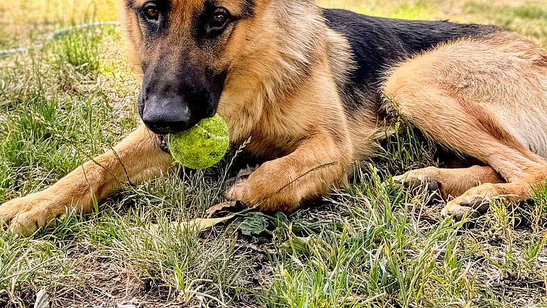 Snickerdoodle - German Shepherd Dog