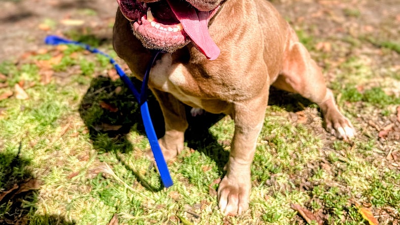 Heaven - Pit Bull Terrier