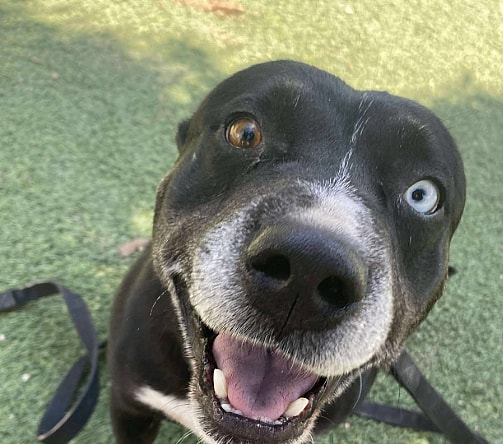 Zeus - Pit Bull Terrier