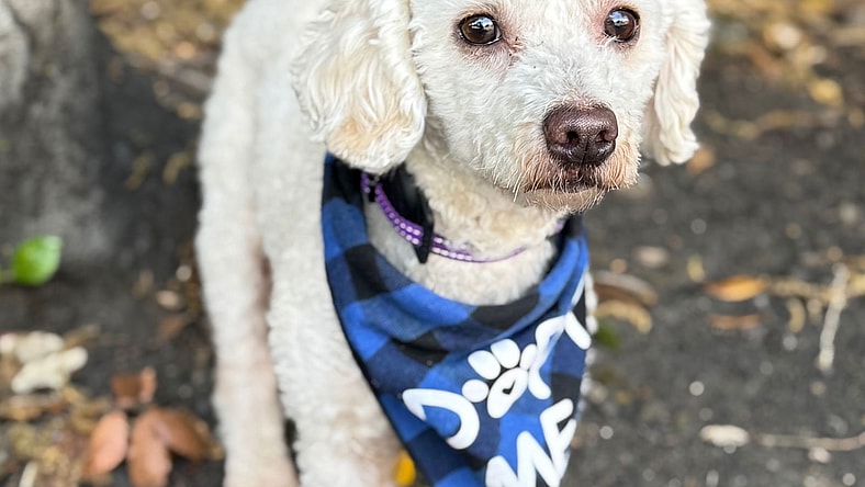 Firecracker - Maltese